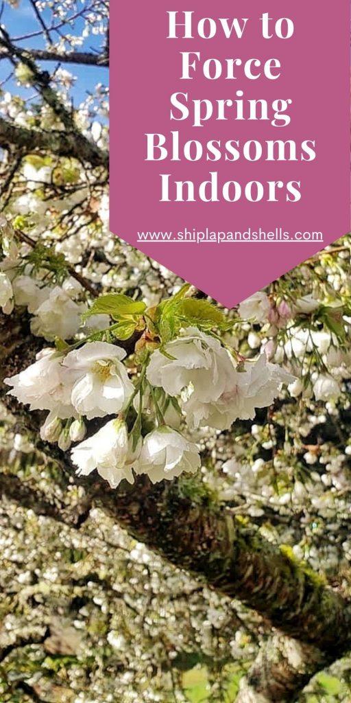 How to Force Spring Blossoms Indoors