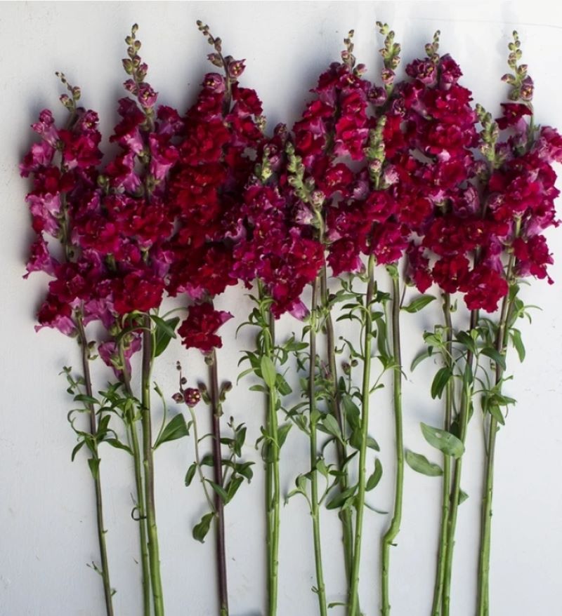 Madame Butterfly Deep Red snapdragons