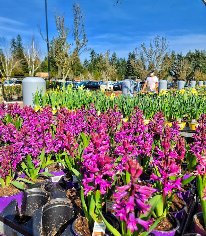 spring annual flowers at local nursery