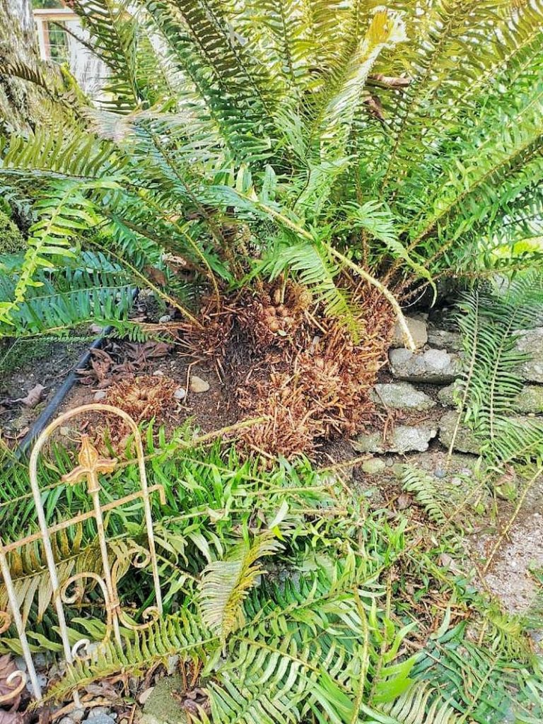cutting back evergreen outdoor ferns