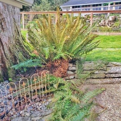 Cutting Back Outdoor Evergreen Ferns for the Season