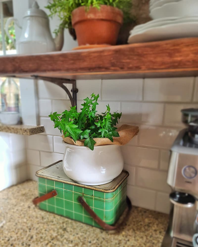 ivy in ironstone pot