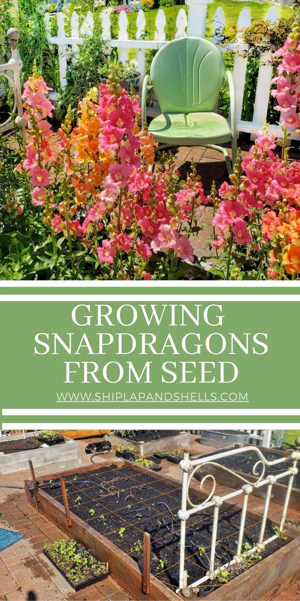 How to Sow Snapdragon Seeds Indoors Shiplap and Shells