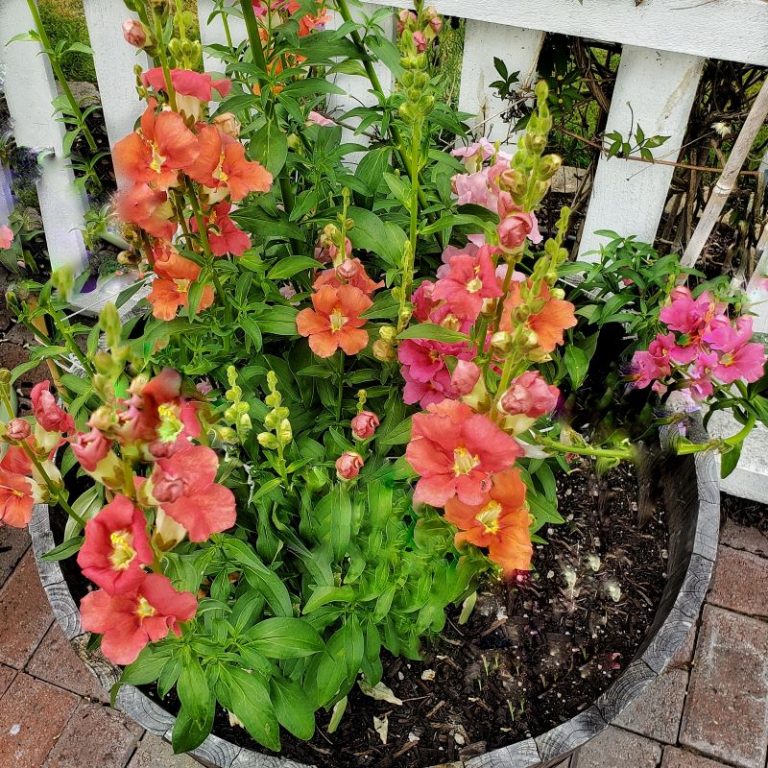 How to Sow Snapdragon Seeds Indoors Shiplap and Shells