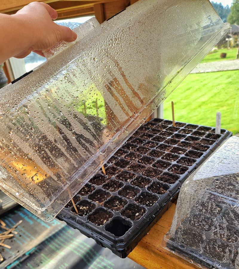 sowing snapdragons seeds