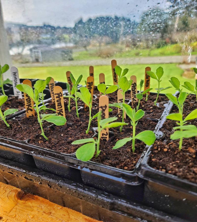 sweet pea seedlings inside greenhouse