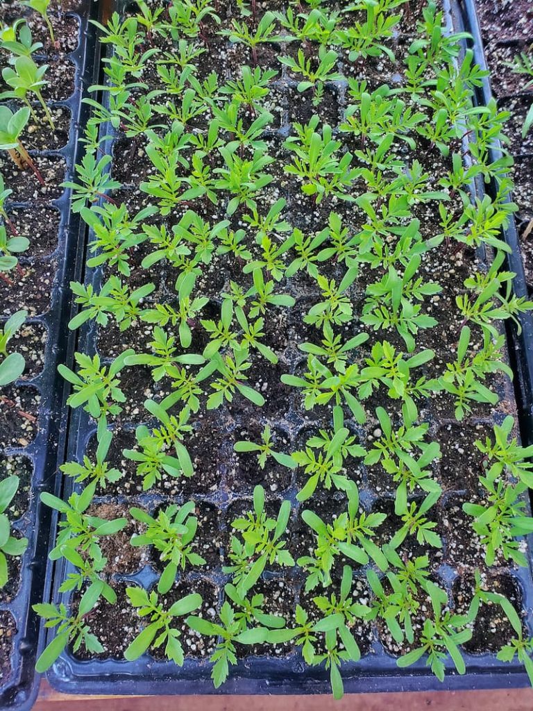 marigold seedlings