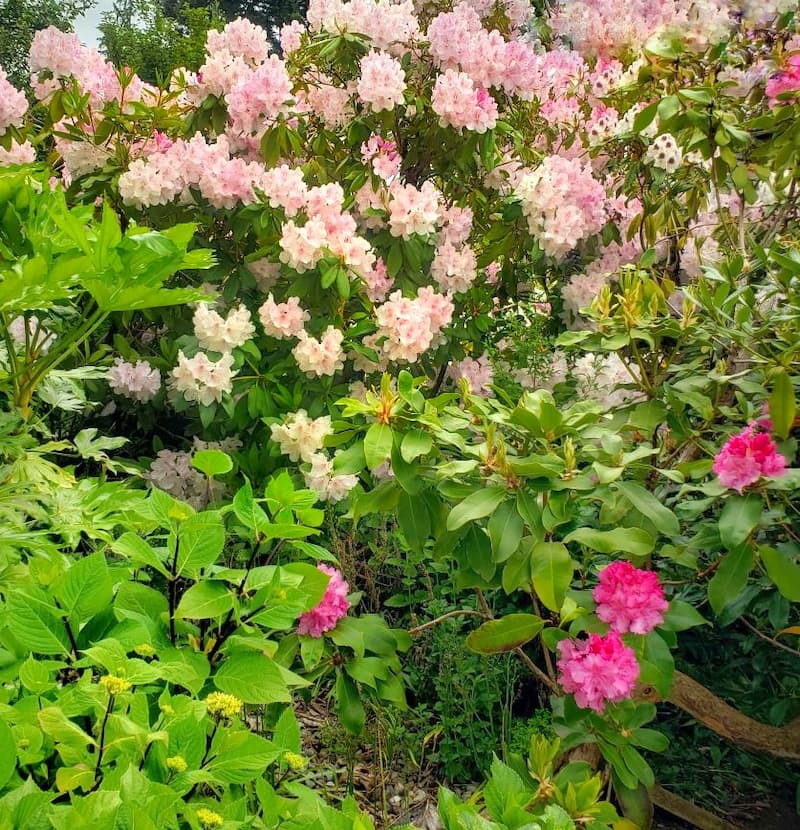 Mother's Day Cottage Garden. Rhododendrons in full bloom for Mother's Day