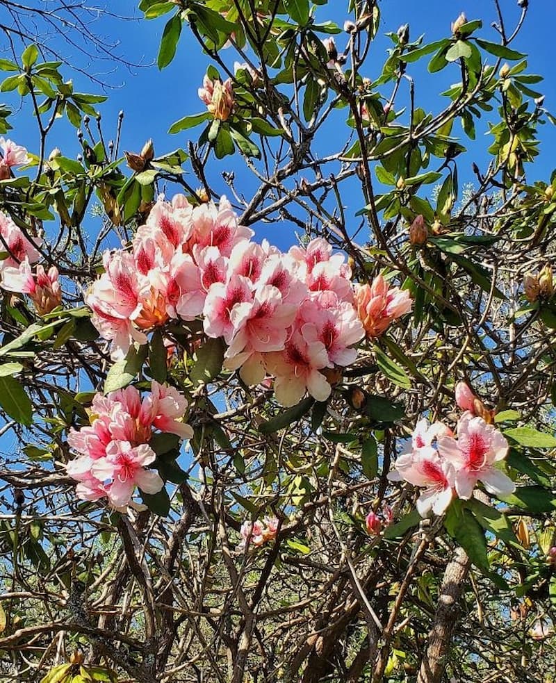 pink azalea blooms
