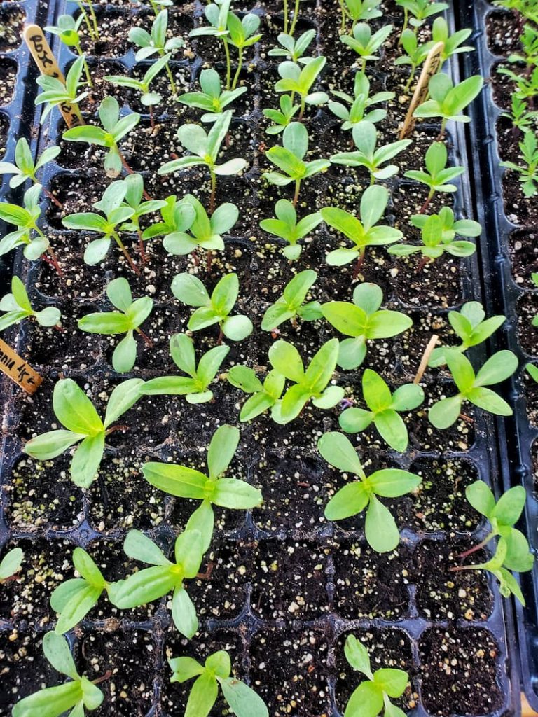 zinnia seed starts indoors in greenhouse