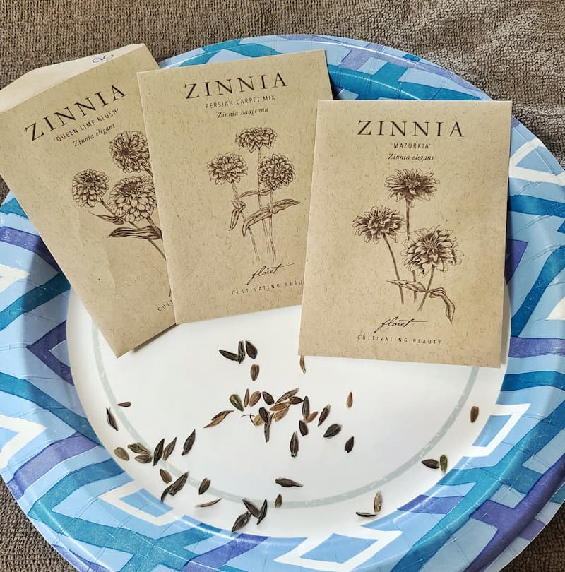 Growing zinnias by seed: zinnia seeds indoors