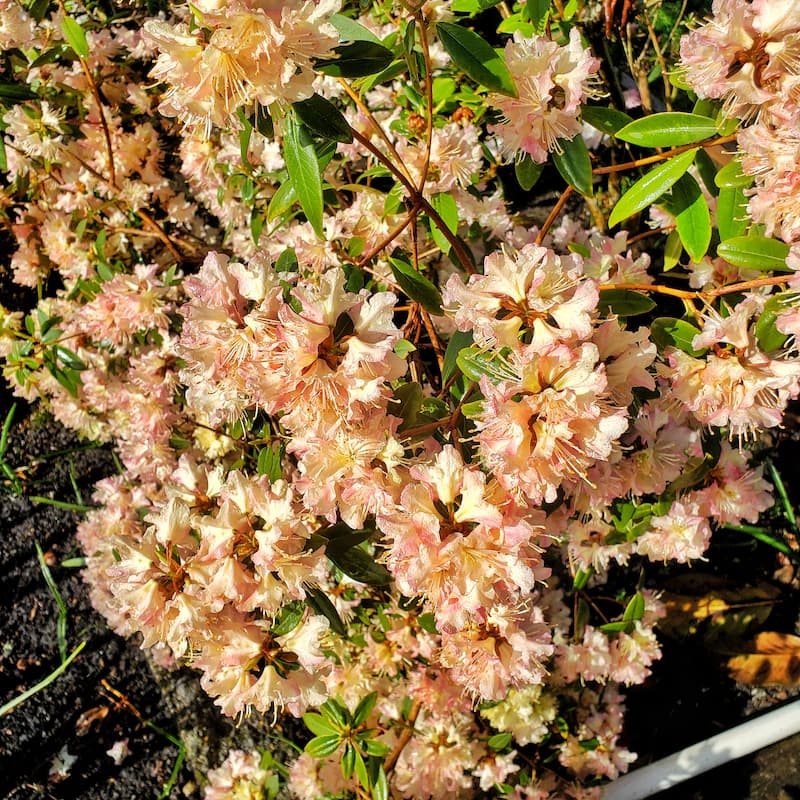azaleas in bloom for April