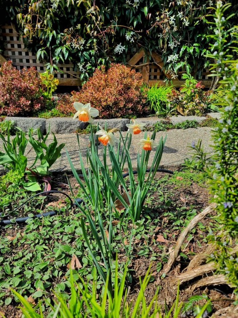 Early Spring Gardening in the Pacific Northwest daffodils