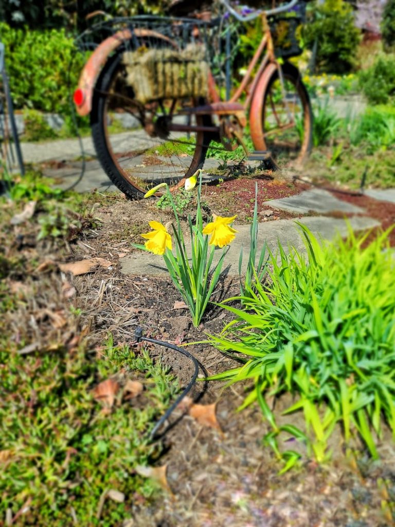 daffodils in front of vintage bike