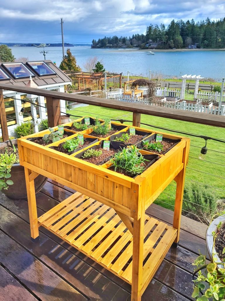 Early Spring Gardening in the Pacific Northwest elevated herb garden