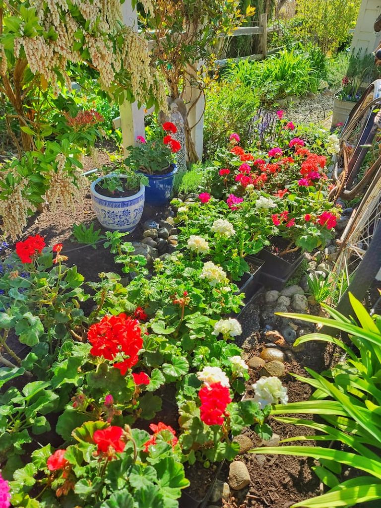 Here are all the geraniums I was overwintering in my greenhouse