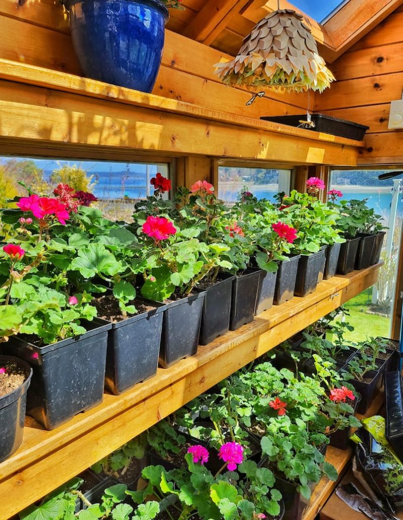 fall tasks to prepare the garden by putting geraniums in pots in greenhouse