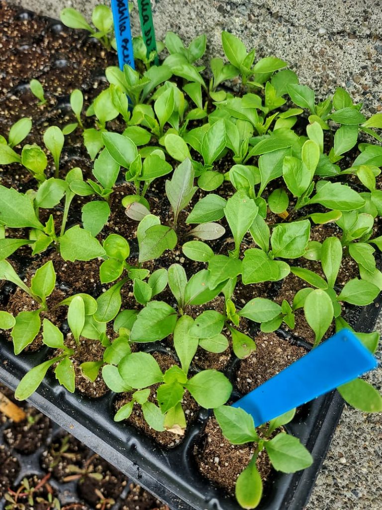 seedlings acclimating outdoors