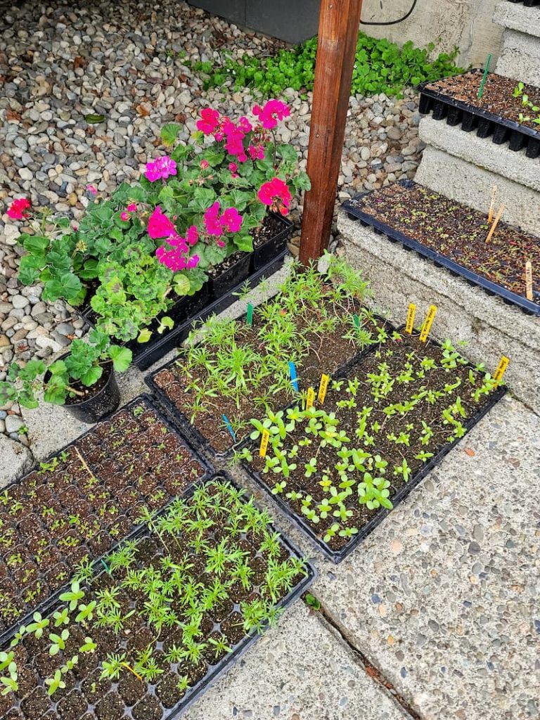 hardening off seedlings and plants