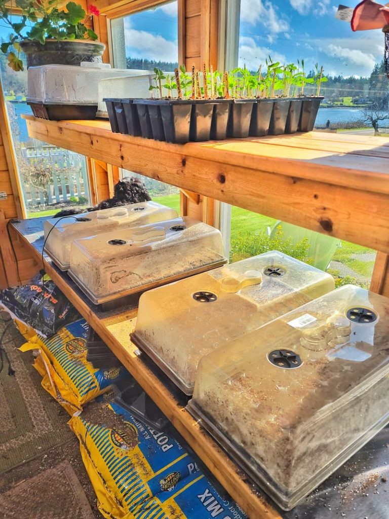 seedlings in the greenhouse