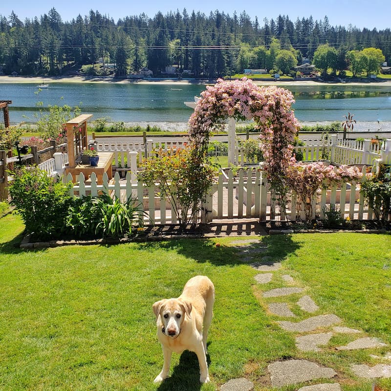 yellow lab and pink clematis on arbor