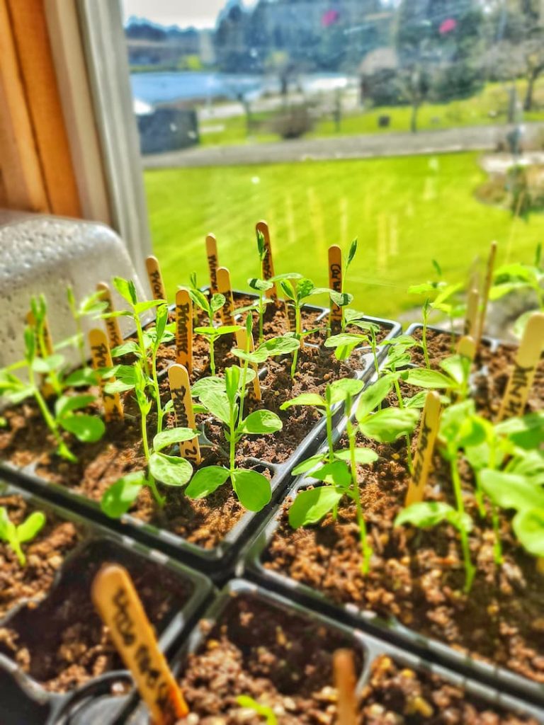  sweet pea seedlings  