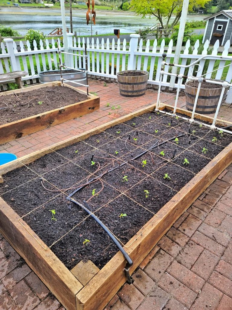 Transplanted seedlings in raised garden bed