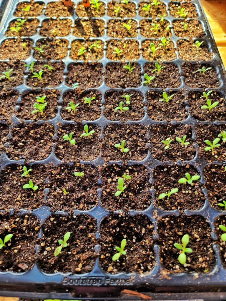 seedlings in cell trays