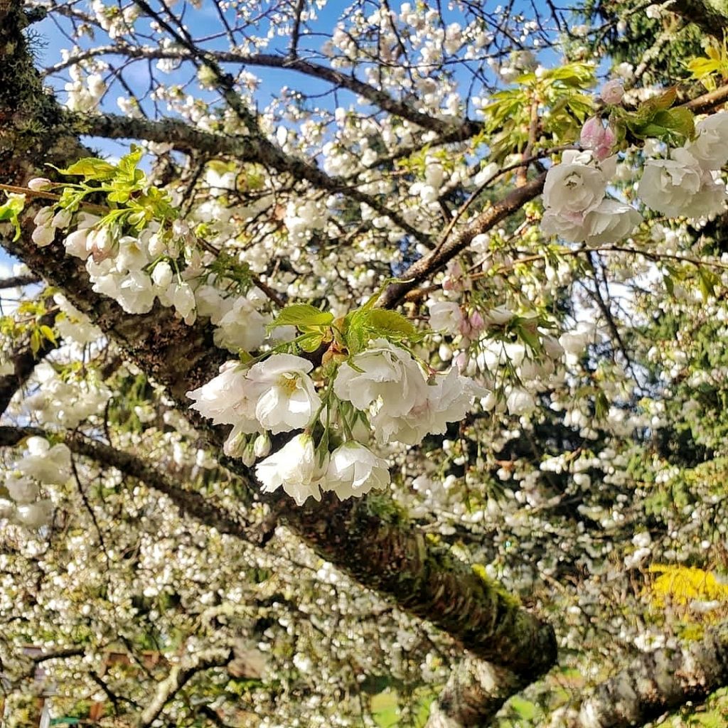 white tree blossoms