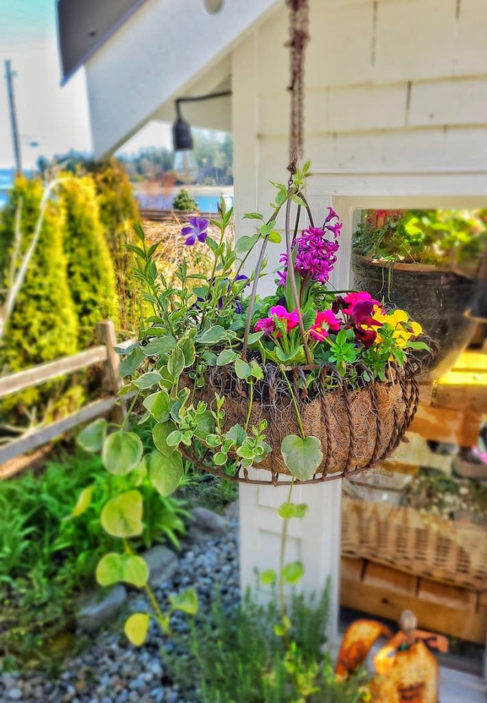 It's so easy to make hanging baskets of flowers and you will pay so much less if you create one yourself. 