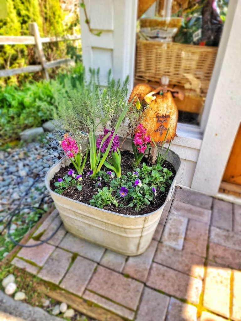 Early Spring Gardening in the Pacific Northwest spring containers