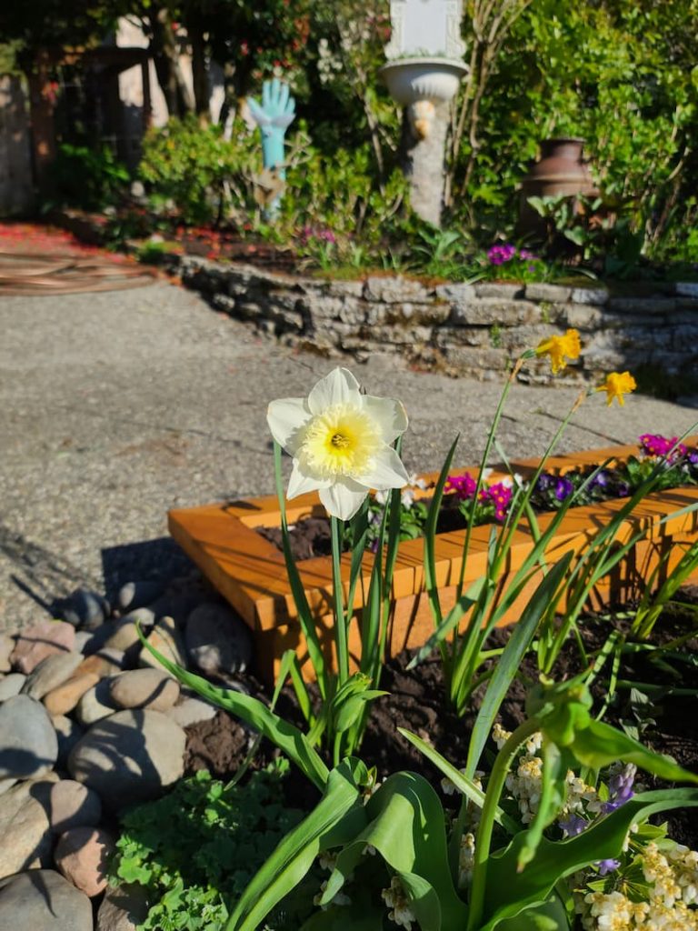 cut back spring bulb foliage: cream daffodil