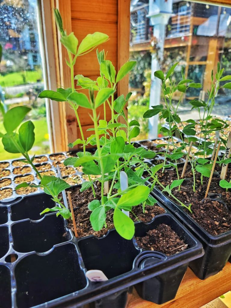 sweet pea seedlings growing indoors