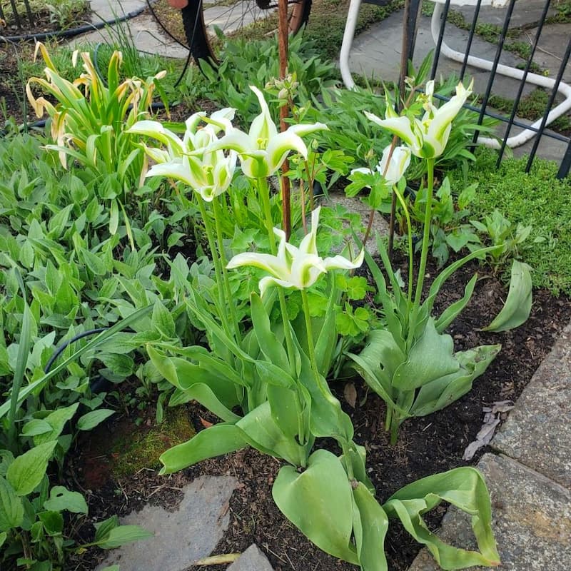 green star tulips