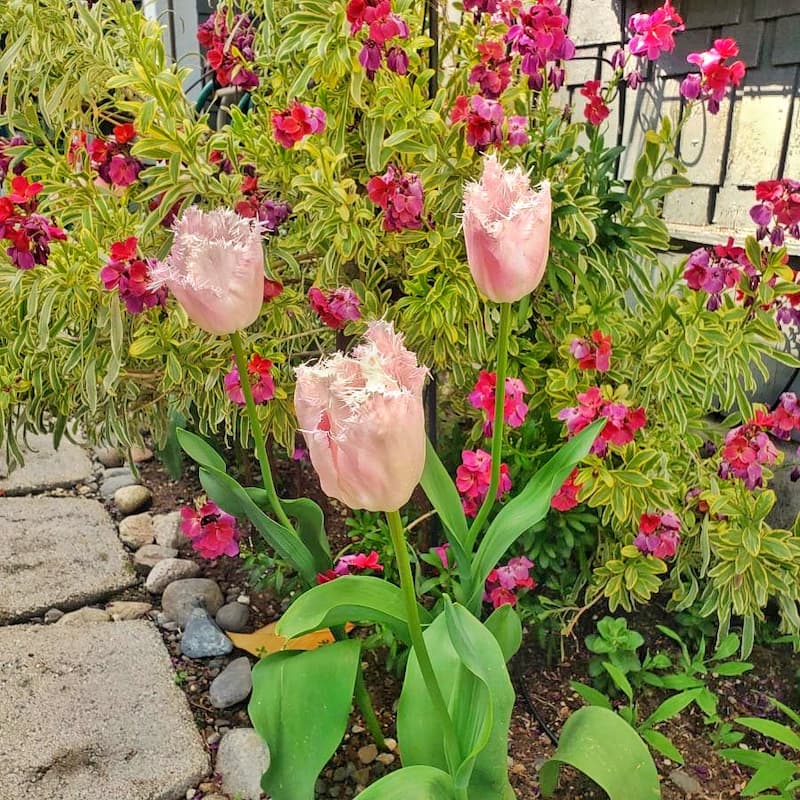 Like a vibrant pink teacup from Alice in Wonderland, the "Santander" tulip starts in the bud stage as peach-blush. As the fringe edged petals open and turn cotton candy pink, they reveal a blue throat and black anthers. 