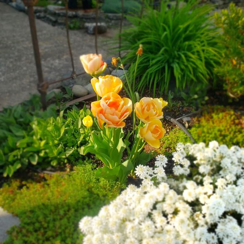 This tulip variety is called "Charming Beauty" and is a cross between an egg-yolk yellow and peach, and opens to a ruffled double bloom that resembles a garden rose or peony. 
