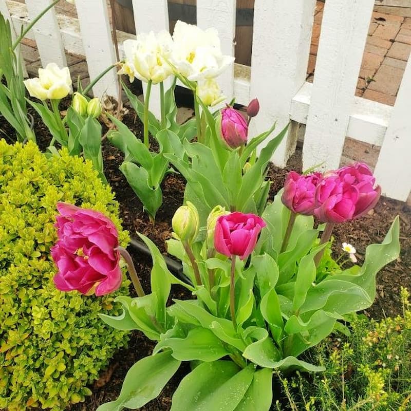 This "Renown Unique" tulip has full, peony-shaped, watermelon pink flowers that have yellow anthers rather than the usual black. 