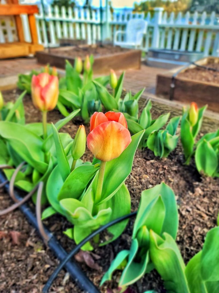 tulips in a raised bed garden