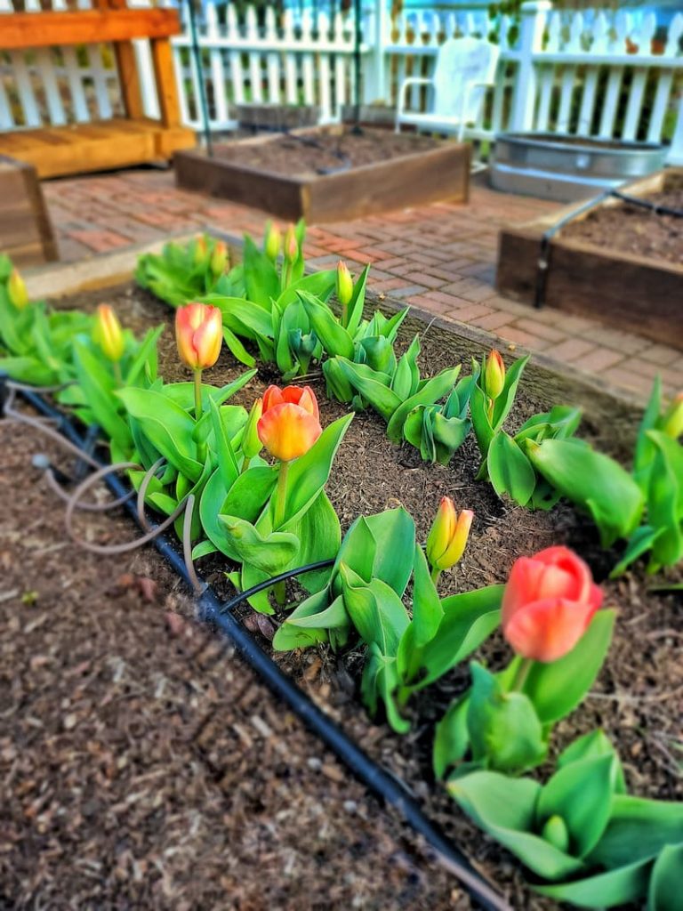 tulips growing in raised bed