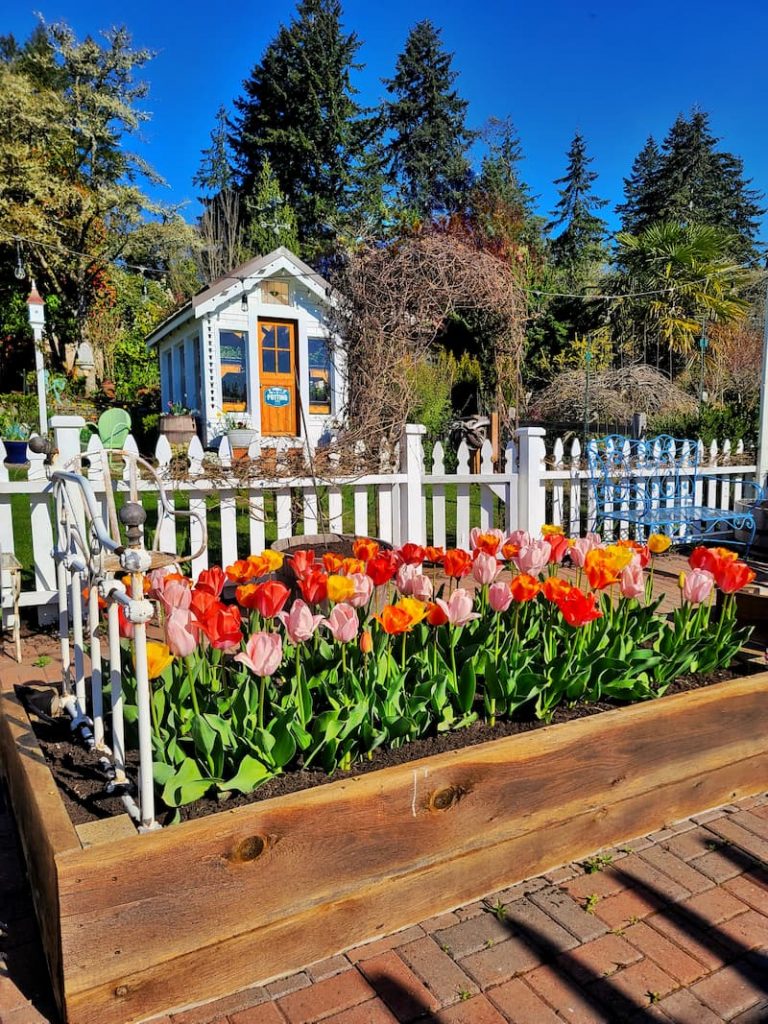 spring tulips in raised beds