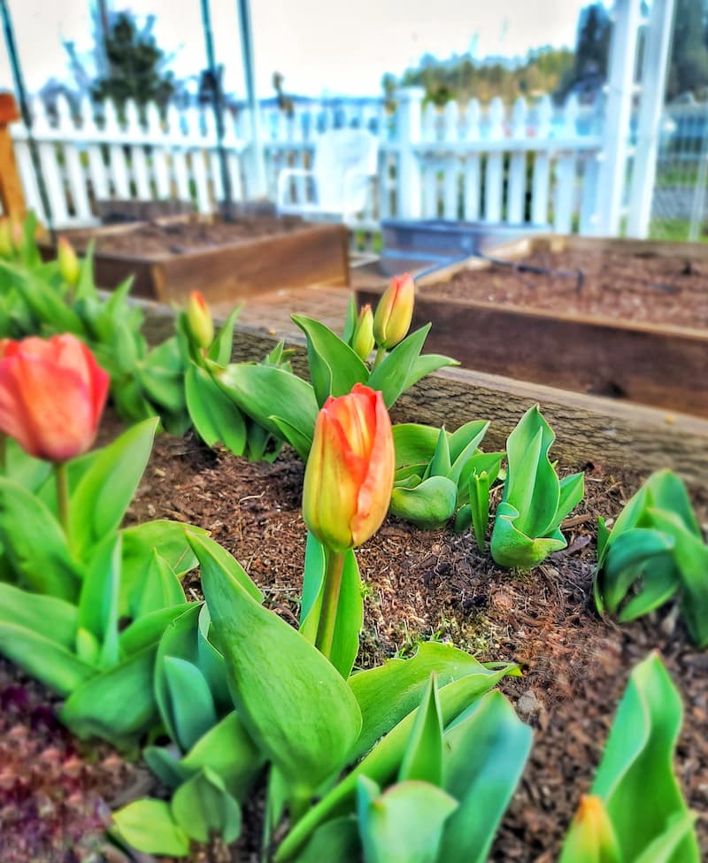March gardening to dos in the Pacific Northwest: tulips starting to bloom