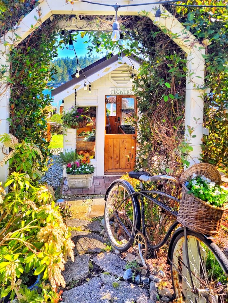 vintage bike with basket of violas in front of greenhouse in the spring cottage garden