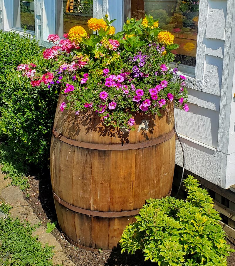 vintage whiskey barrel used for a flower container