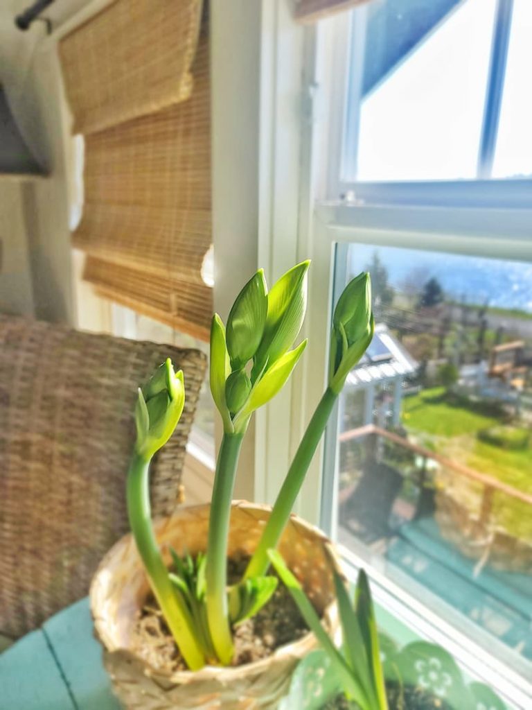 Day 40  growing amaryllis bulbs