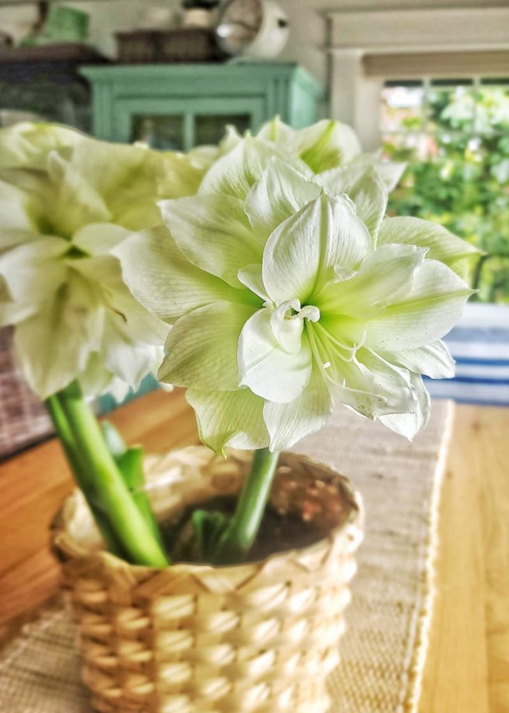 Marilyn amaryllis bulb from Breck's Gifts