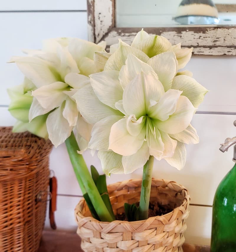 Marilyn amaryllis bulb from Breck's blooming