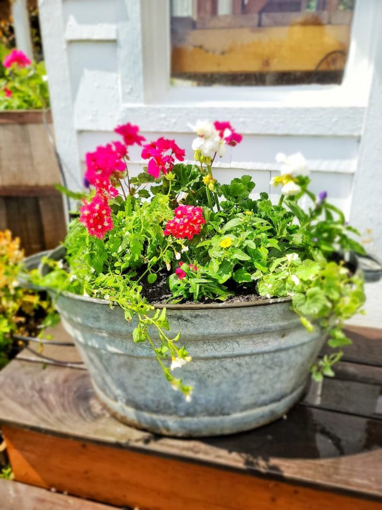 verbena and geraniums in flower container tips for planting