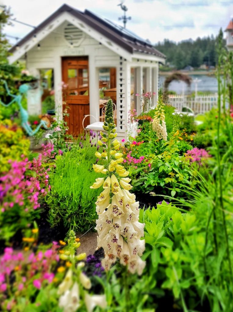 June cottage garden with foxgloves and greenhouse