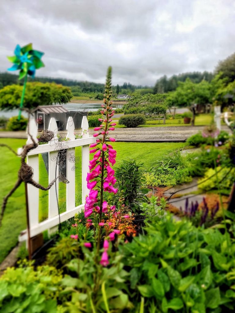 June cottage garden with foxgloves