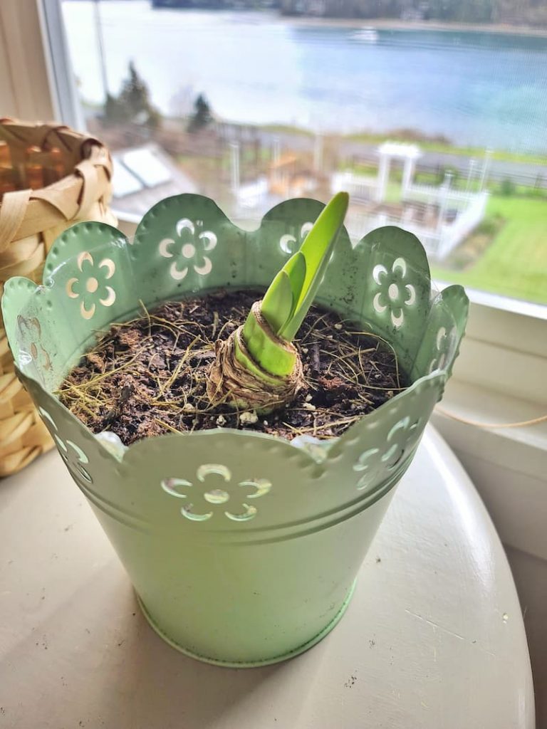 Day 21  growing amaryllis bulbs